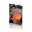 Classic Gerbera Card