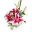 Flowers-Collette