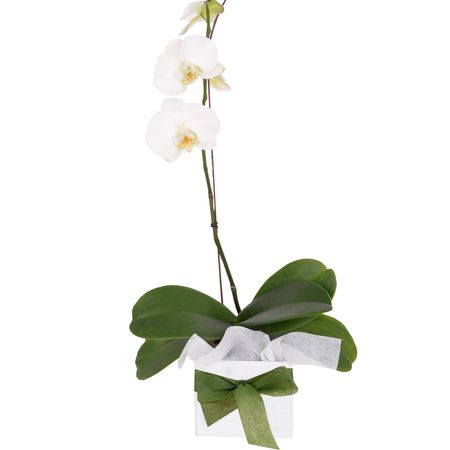 Potted Plant - Phalaenopsis Orchid