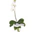 Flowers-Potted Plant - Phalaenopsis Orchid