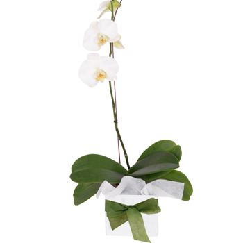 Flowers-Potted Plant - Phalaenopsis Orchid